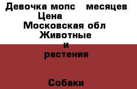 Девочка мопс 5 месяцев › Цена ­ 30 000 - Московская обл. Животные и растения » Собаки   
